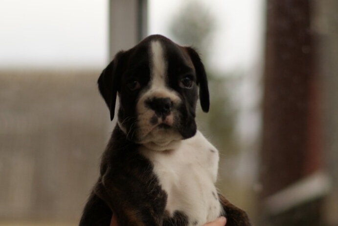 Buckser puppies are getting ready for sale!